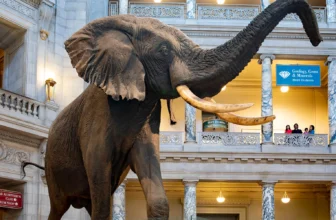 Smithsonian Museum of Natural History