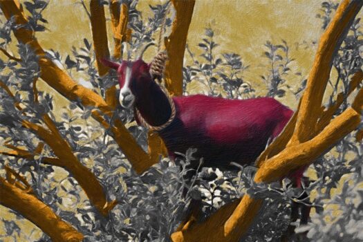 Are There Goats That Climb Trees