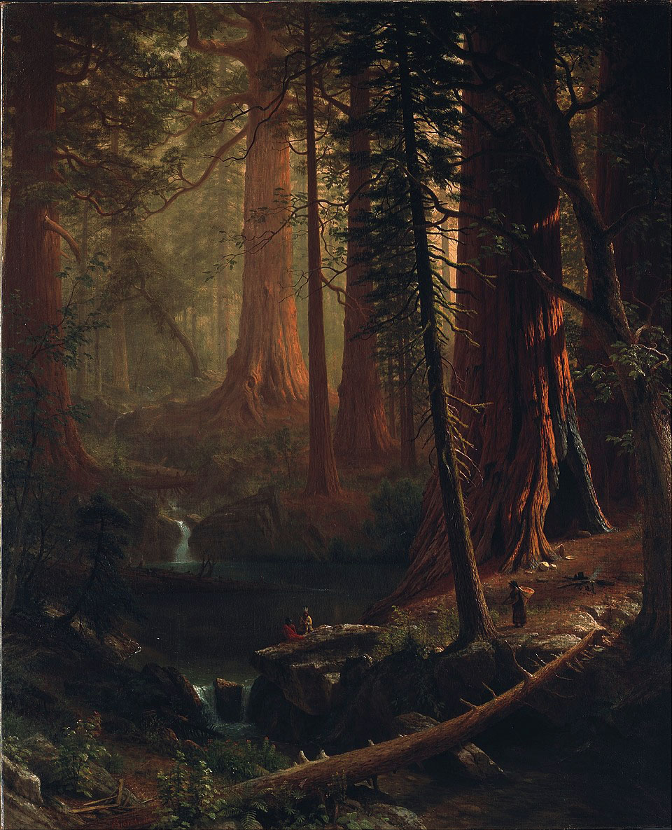 A Cathedral of Nature: Giant Redwood Trees of California A Cathedral of Nature: Giant Redwood Trees of California