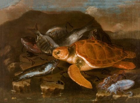 Still Life with a Fish and a Tortoise painting by Giuseppe Recco