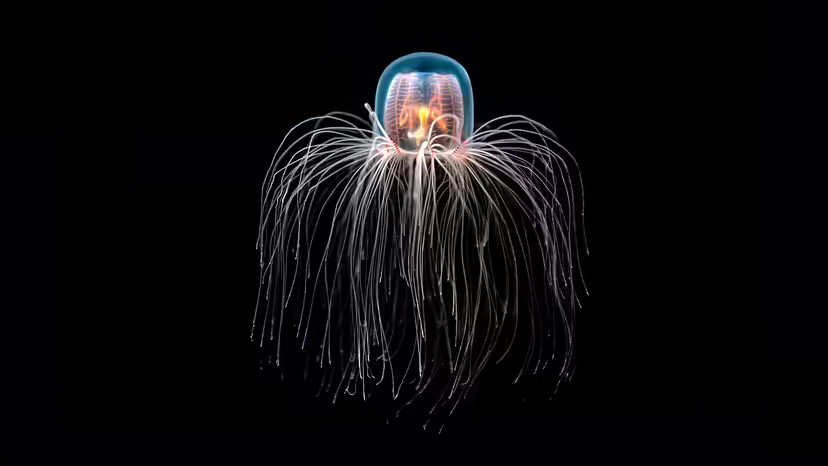 The Immortal Jellyfish: A Beautiful Ghost of Underground The Immortal Jellyfish: A Beautiful Ghost of Underground
