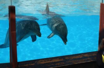 Dolphin Benalmadena