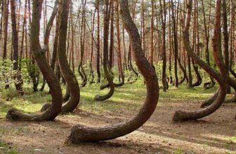 The Dancing Forest