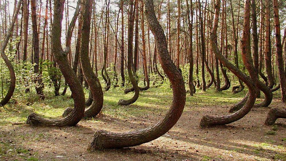 The Enchanted Dancing Forest: Mystery of the Dancing Forest The Enchanted Dancing Forest: Mystery of the Dancing Forest