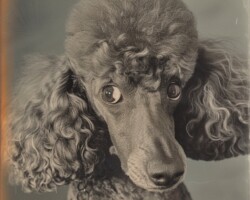 Vintage Art Dog Gallery 6 silver poodle, piercing eyes, family home, real photo